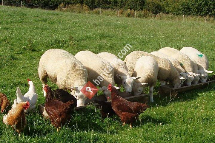 Aşçıoğlu Kanatlı ve Küçükbaş Hayvan Çiftliği