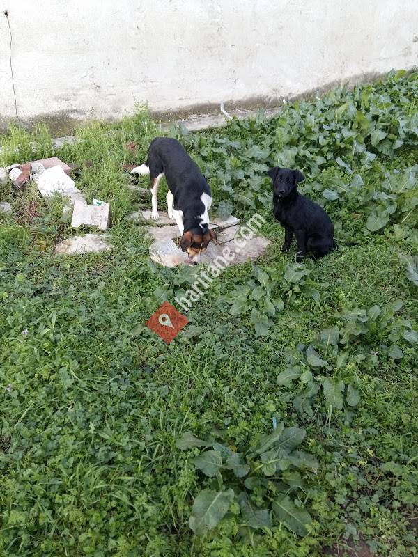 Atatürk İlköğretim Okulu