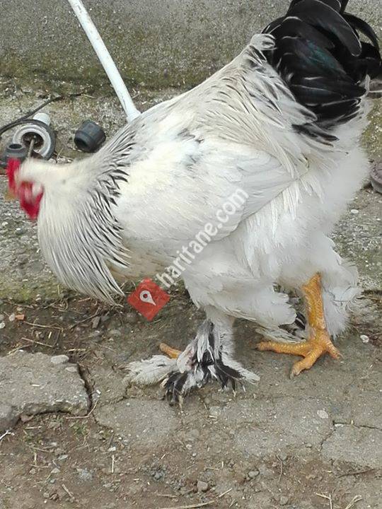 Ayvacik SÜS Tavuklari