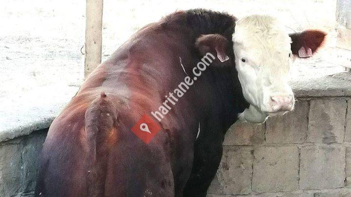 Bahattin Oğlu Besicilik ve Paketli Misir Slajı Ve Küsbe Alim Satimi