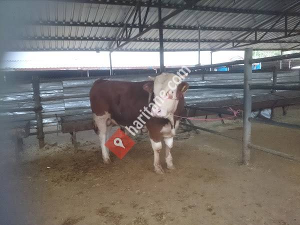 Belediye Canlı Hayvan Müdürlüğü