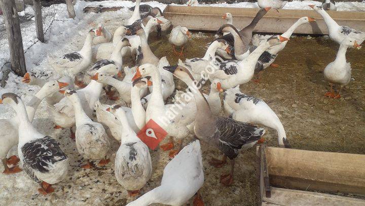 Bitlis van tavuk ve kaz canlı hayvan pazarlama