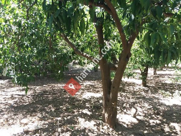 Bodrum mandalini üretim