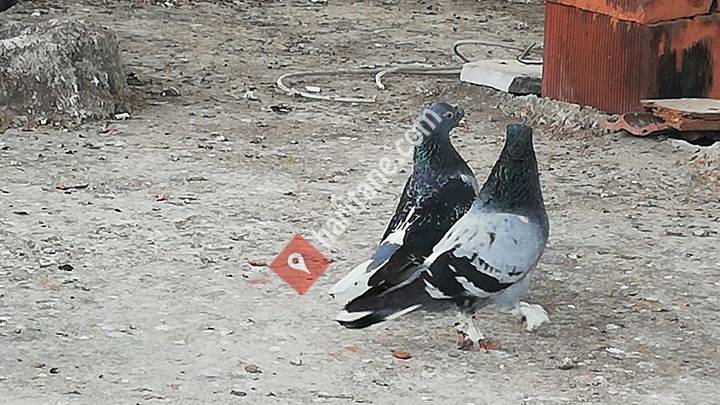 Bursa Yenişehir Oyun Kuşu Federasyonu