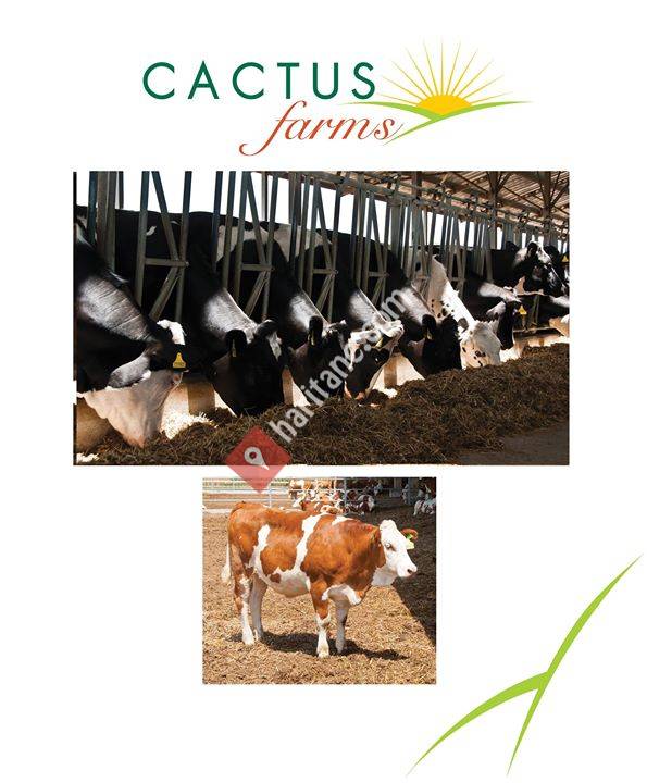 Cactus FARMS Hayvancilik ve Damizlik düve yetiştiriciliği