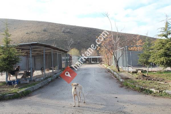 Çankaya Belediyesi Evcil Hayvanlar Barınağı