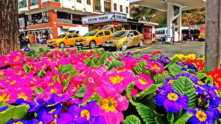 Çayeli Çiçek Taxi