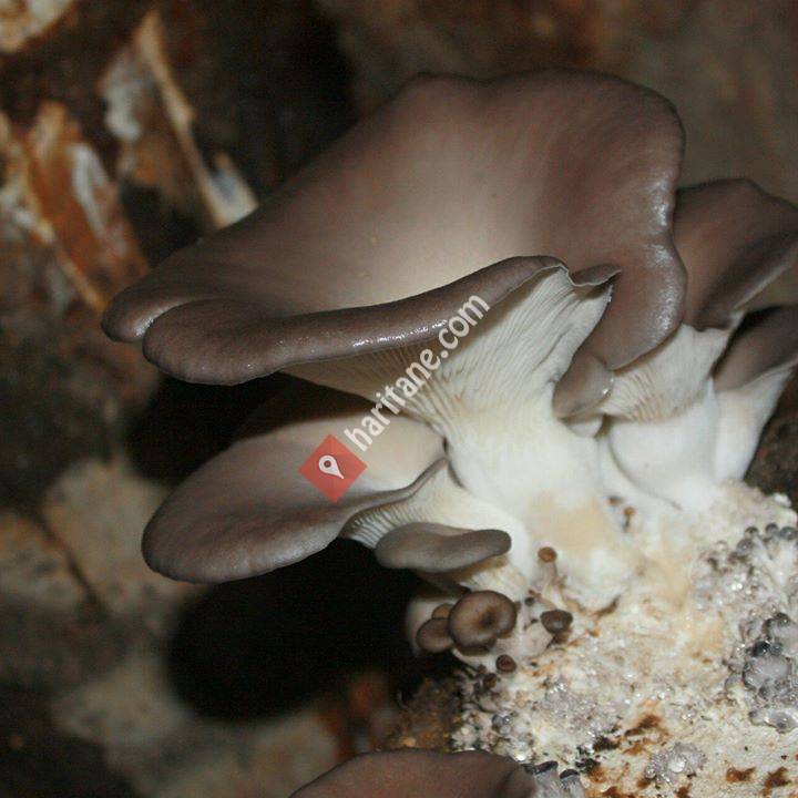 Çınar Mantar Karaman