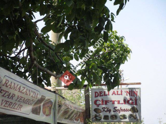 Deli Ali'nin Çiftliği