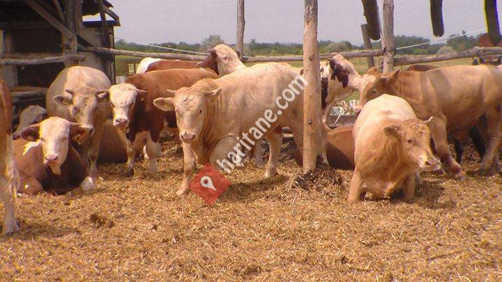 Dervişoğlu ltd şti