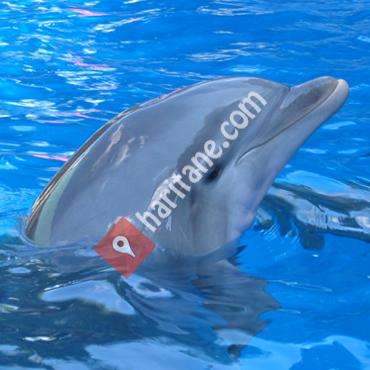 Dolphin-Park / Dolphin Therapy Center in Marmaris