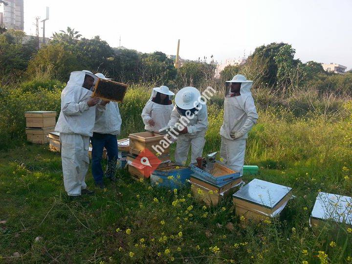 Dündar Ana arı ve Arı sütü üretimi