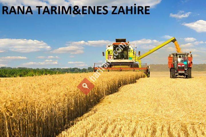 Enes zahire & Rana tarım