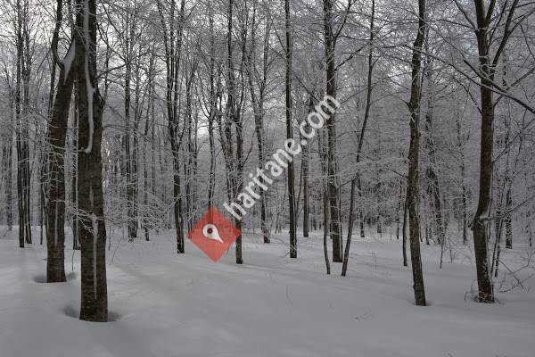 Eriklitepe Tabiat Parkı
