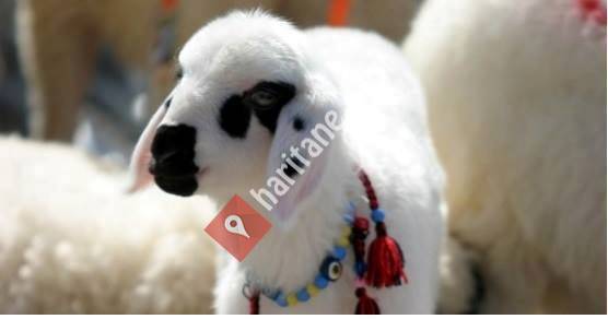 Erzincan İli Damızlık Koyun Keçi Yetiştiricileri Birliği