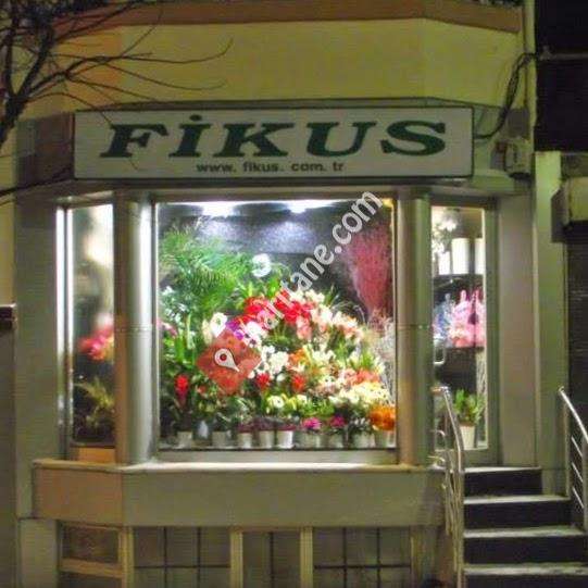 Fikus Çiçek Mağazası