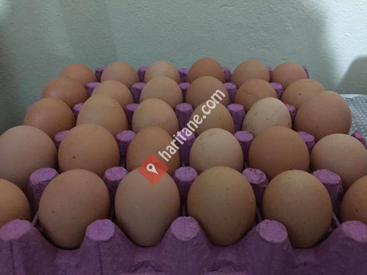 Gezen Tavuk Yumurtası