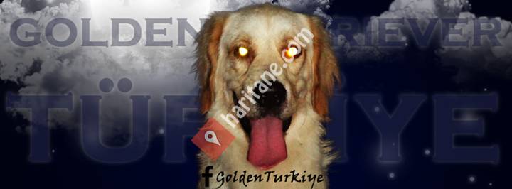Golden Retriever Türkiye