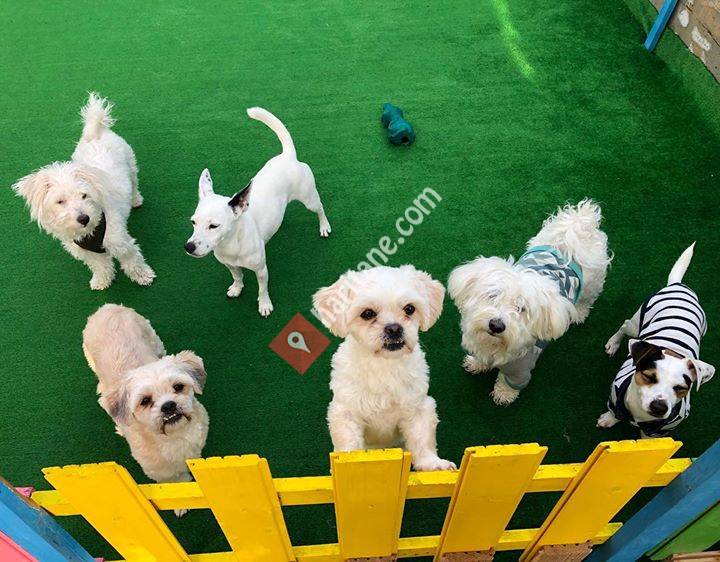 Happy Pets Ankara Otel