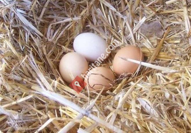 IRMAK Organik Yumurtacılık