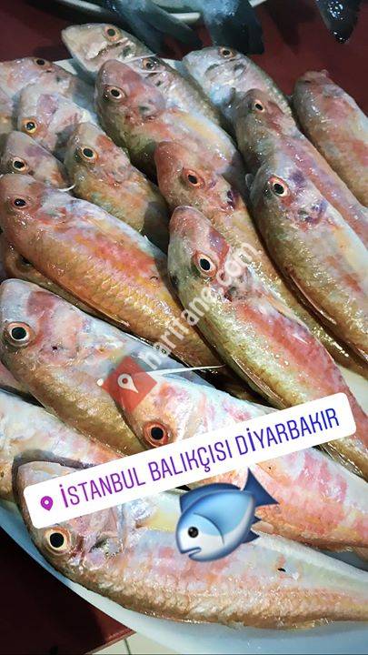 İstanbul Balıkçısı Diyarbakır