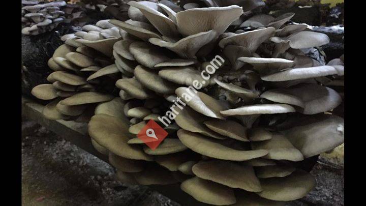 Istiridye Mantarı - Mantar ve Kompost Satışı - Oyster Mushroom Production