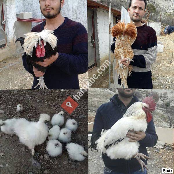 Kamaş Evcil Üretim Çiftliği Kahramanmaraş Kuluçkalık Yumurta Süs Tavukları
