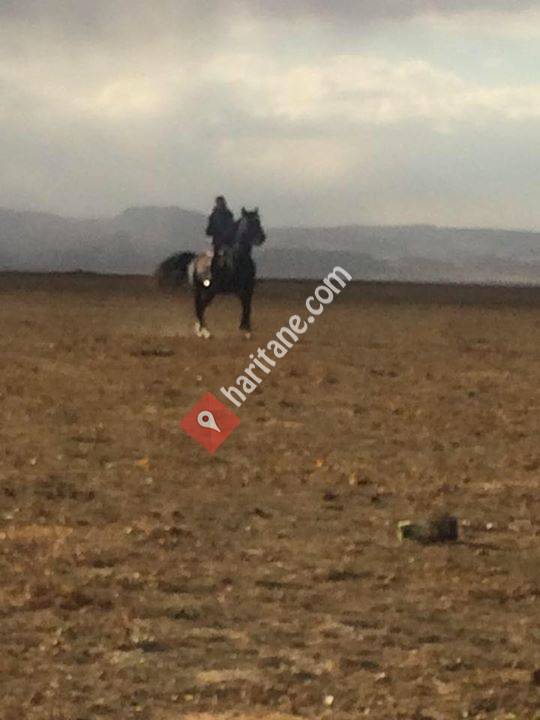 Kapadokya kiralık ve satılık atlar