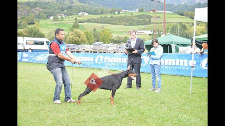 Knights of Night Dobermann Kennel-Koray Solmaz