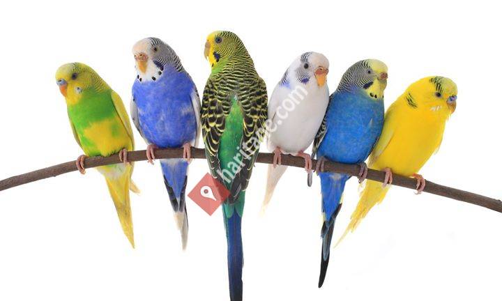 Konya muhabbet kuşu Alım satım