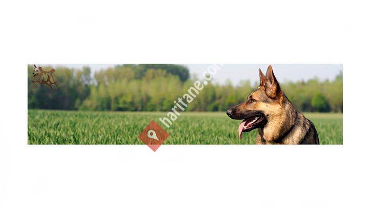 Köpek eğitimi - itaat eğitimi - koruma eğitimi