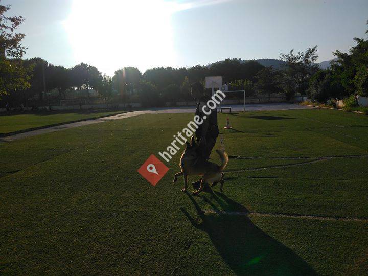 Kuşadası Simba-k9 Köpek Eğitim Servisi