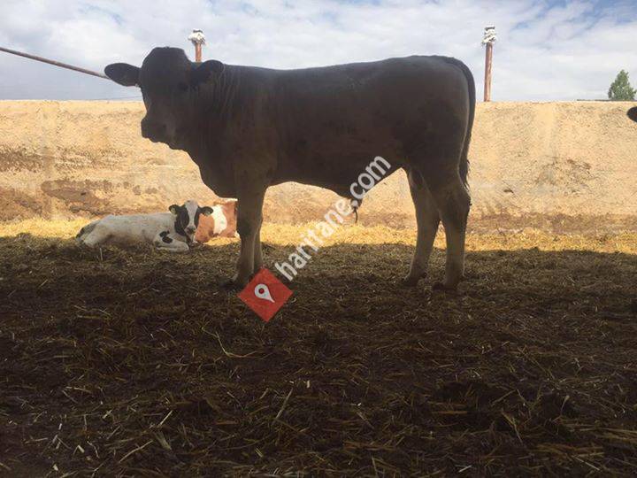 Mahmutoğulları Et ve Süt Çiftliği
