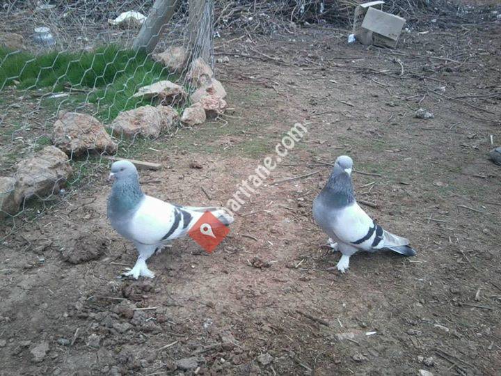 Mardin Oyun Kuşları