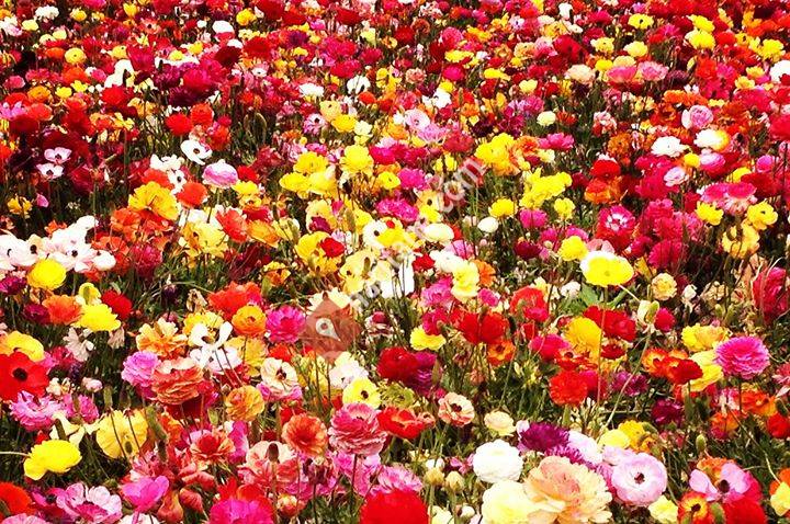 Marmara Çiçek Bahçesi