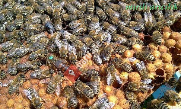 mirili arıcılık arı çiftliği
