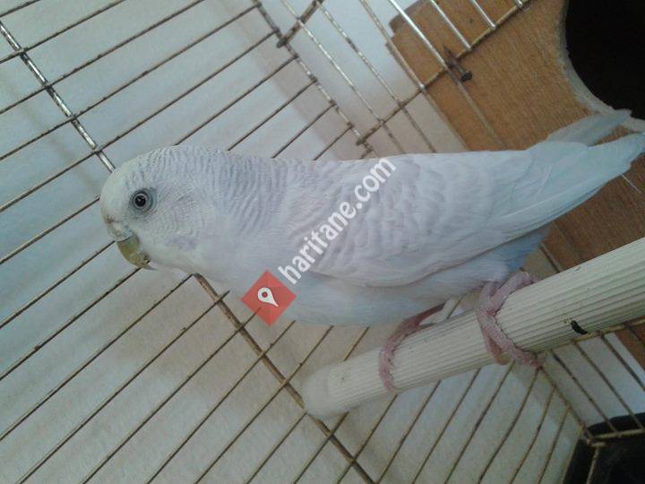 Muhabbet kuşu alım satım yerlı kuslar