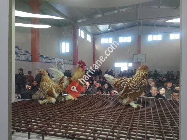 Müşerref-muzaffer Samda İöo