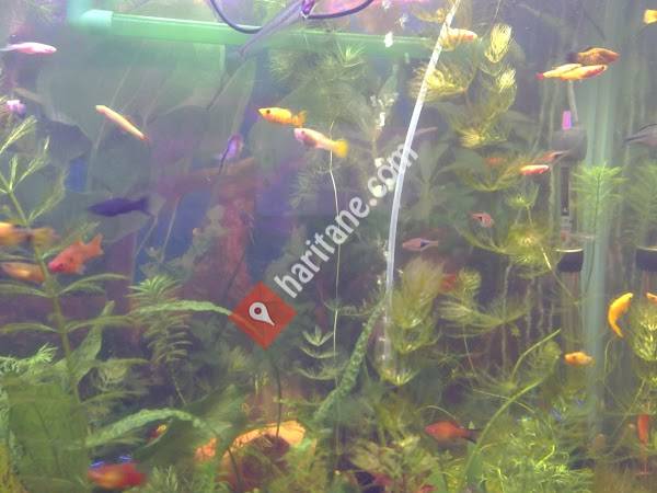 Nayko Fener Gazinosu