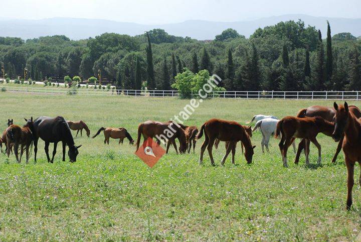 Okuyucu Ingiliz & Arap Yariş Atlari çiftliği