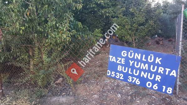 Organik Köy Tavuğu