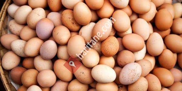 Organik Köy Yumurtası Kayseri