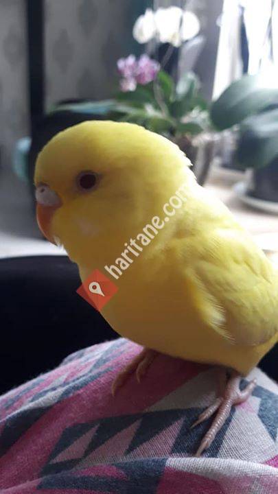 Organikcim Petshop Market