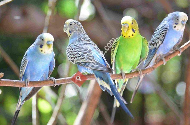 Pet birds production - evcil hayvan kuşları üretimi