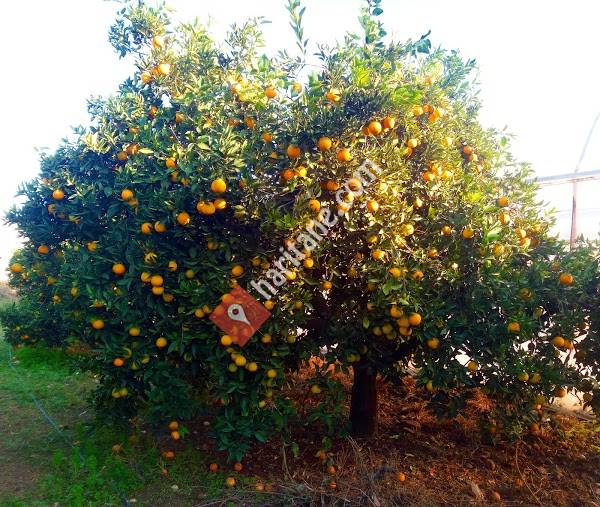 Portakalal.com Bahçeleri