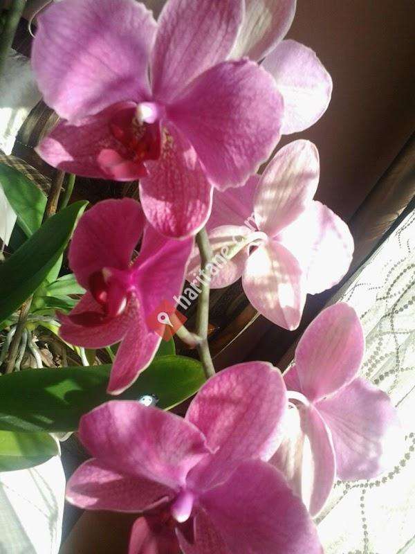 Ptt-yarımca Şubesi