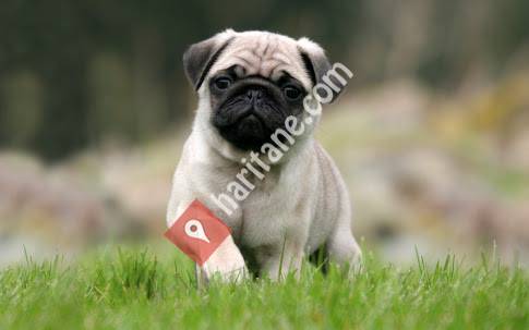 Pug Mops Ankara