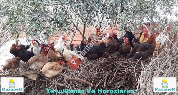 RazaneR Organik Tavuk ve Yumurta Yetiştiriciliği