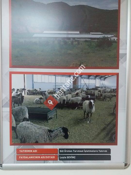 Romanov Sevinc Damizlik Ciftligi