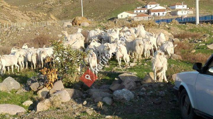 Saanen keçi işletmesi